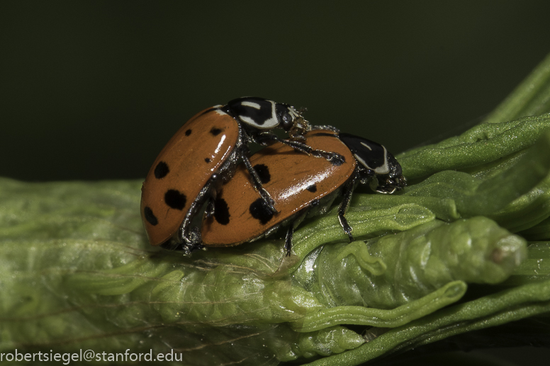 stanford bioblitz2019